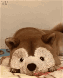 Cov.gif