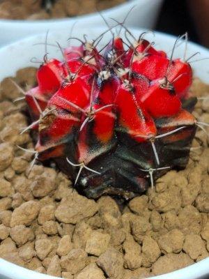 gymnocalycium_variegated_cactu_1594723103_e0ff17b0_progressive.jpg
