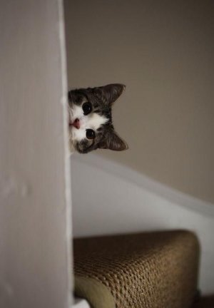 cc411634614d5127e7c99c57d0b1ca03[1].jpg
