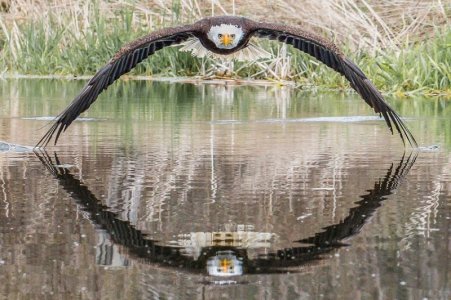 bald-eagle-reflection-steve-biro.jpg bald-eagle-reflection-steve-biro.jpg