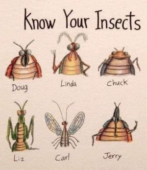 insects.jpg