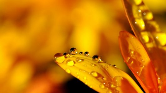 flower-2560x1440-drop-orange-4k-15786.jpg