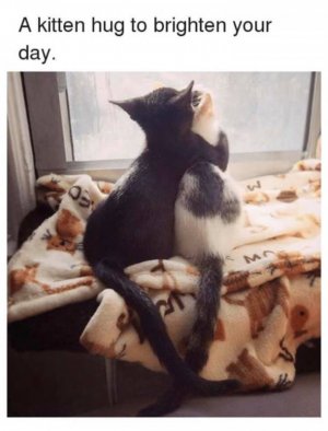 kittenhug.jpg