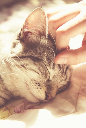istockphoto-518282286-170667a.jpg