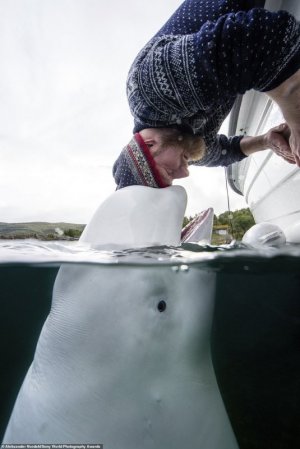whale.jpg whale.jpg