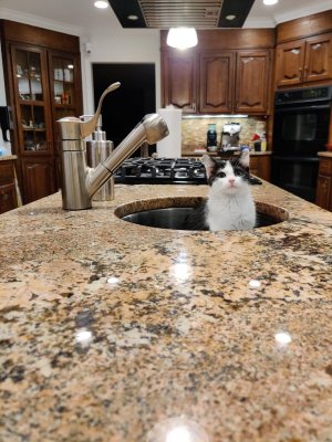 cat time 46.jpg