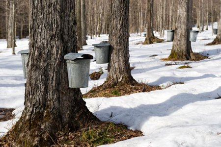 maple-trees-with-buckets.jpg