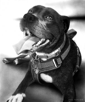 dog.jpg