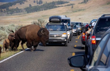 bison.jpg