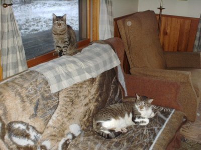 Cats Dec 10-09.jpg