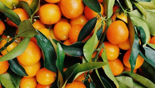 oranges.jpg