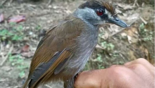 bird.jpg