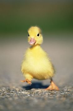 a170074fc16a47efcd5c4b73e6ed3859[1].jpg