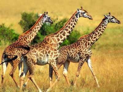 beautifulwildanimalsoftheAfricansavannahlandsanimalprotectionpictures.jpg