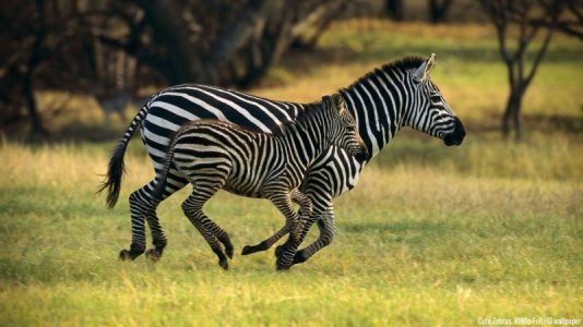 60-Beautiful-and-Cute-Animal-Wallpapers-Animals-beautiful-.jpg