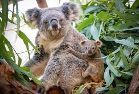 koala.jpg