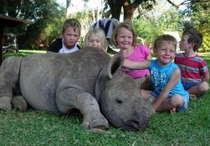pet-rhino-1.jpg