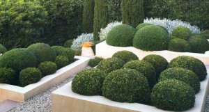 Shrubs.jpg