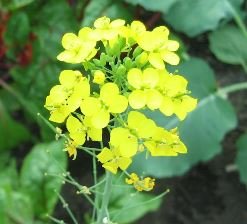 broccoli flower.JPG