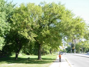 Suitable Elm.jpg
