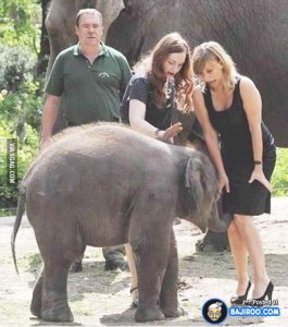 elephnat funny.jpg