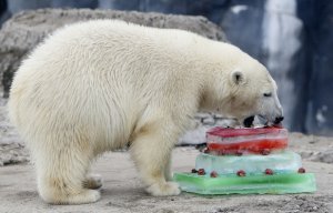polar-bear-birthday.jpg