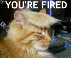trump cat.jpg