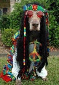 dog.jpg