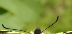 butterfly copy.jpg