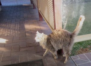 Boris the cat web.jpg