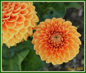 dahlias.jpg