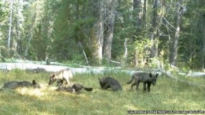 _85115323_wolf-pups-jpg.jpg