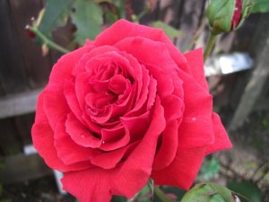 DSCF2188.jpg