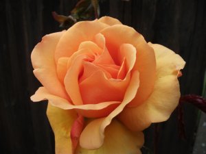 DSCF0814.jpg