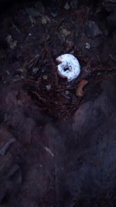 shroom.jpg shroom.jpg
