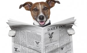 dog-reading-newspaper-top-five-most-read-370x229.jpg