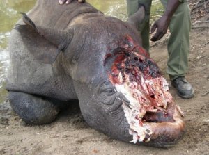 Poaching-rhinos.jpg