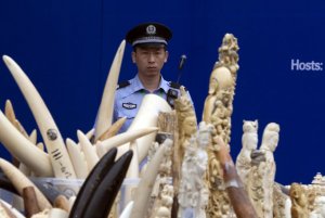 29sino-ivory01-tmagArticle.jpg