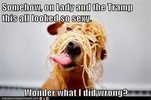 funny dog spaghetti picture.jpg