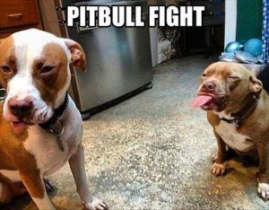funny-dog-pitbull-fight.jpg