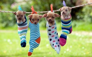 puppies_in_socks1.jpg