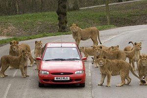lions.jpg