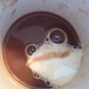 r-LATTE-FROG-403xFB.jpg