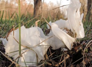 697-Frost-Flower.jpg
