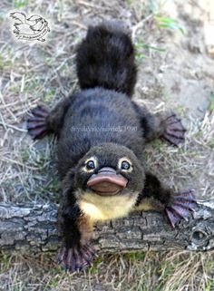 Platapus.jpg