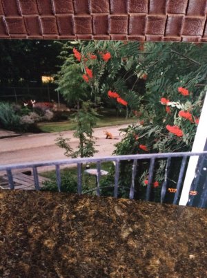 IMG_0806.jpeg