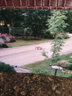 IMG_0809.jpeg