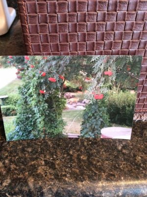 IMG_0810.jpeg