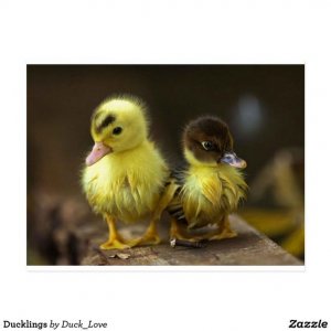 d8a02ee14b3eb77a43b55be62ceaffa8[1].jpg
