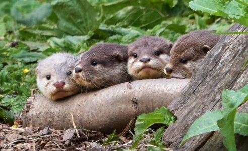 The-four-otters-from-left-Ash-Tod-Pip-and-Sam-Copyright-Ian-Greneholt.jpg
